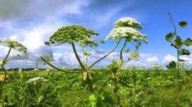 Bitki ekinlere zarar verir, zehirlenmeye ve yanmaya neden olur. Tehlikeli yaban domuzu Heracleum sphondylium tarlalarda. 