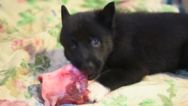 Dog Pup Eet Rauw Vlees Een Kleine Pup Verzadigd Met — Stockvideo