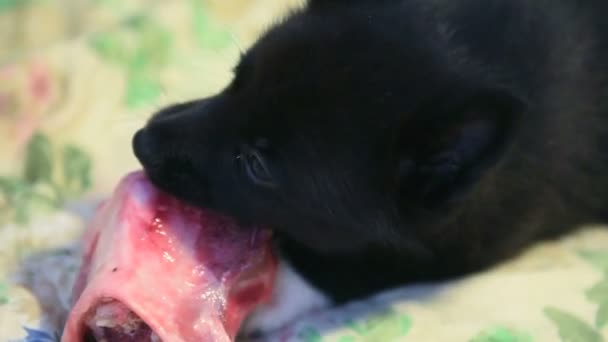 Pies Zjada Surowe Mięso Mały Szczeniak Jest Nasycony Jedzeniem — Wideo stockowe