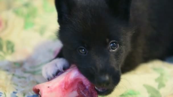 Dog Pup Eet Rauw Vlees Een Kleine Pup Verzadigd Met — Stockvideo