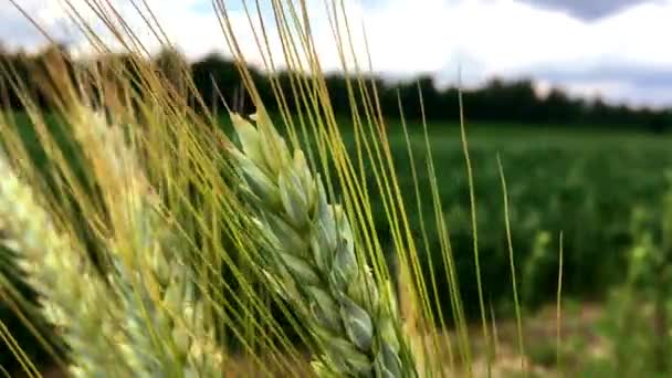 Superficie Agrícola Con Cereales Centeno Verde Que Crece Campo — Vídeo de stock