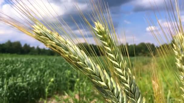 Anbaugebiet Mit Getreide Der Grüne Roggen Wächst Auf Dem Feld — Stockvideo