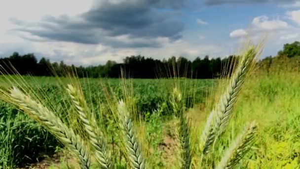 Superficie Agricole Avec Céréales Seigle Vert Qui Pousse Dans Champ — Video