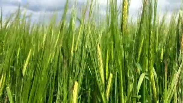 シリアル付きの農業地域 畑で育つ緑のライ麦 — ストック動画