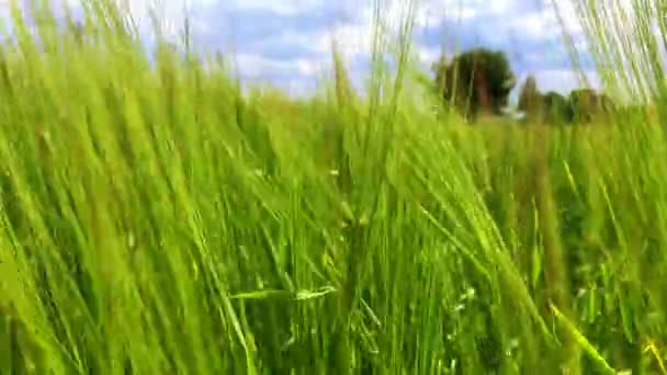 Landbouwgrond Met Granen Groene Rogge Groeit Het Veld — Stockvideo