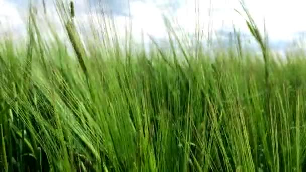 Anbaugebiet Mit Getreide Der Grüne Roggen Wächst Auf Dem Feld — Stockvideo