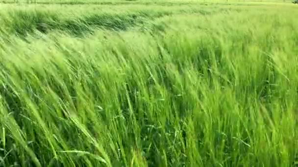 Área Agrícola Com Cereais Centeio Verde Que Cresce Campo — Vídeo de Stock