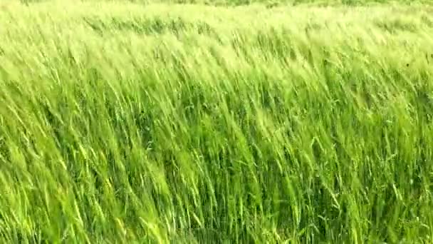 Landbouwgrond Met Granen Groene Rogge Groeit Het Veld — Stockvideo