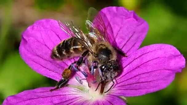 ミツバチは花を咲かせる植物を受粉させ 生態系の中で最大の花粉媒介者グループです — ストック動画