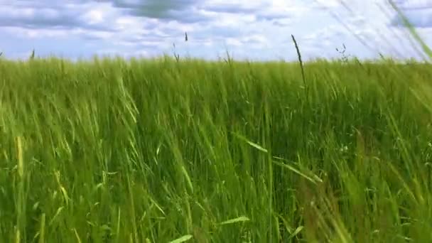 Landbouwgrond Met Granen Groene Rogge Groeit Het Veld — Stockvideo