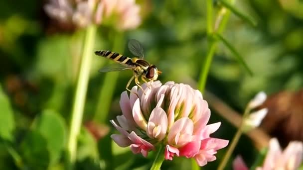 Méhek Beporozzák Virágzó Növényeket Ökoszisztémák Legnagyobb Beporzócsoportját — Stock videók