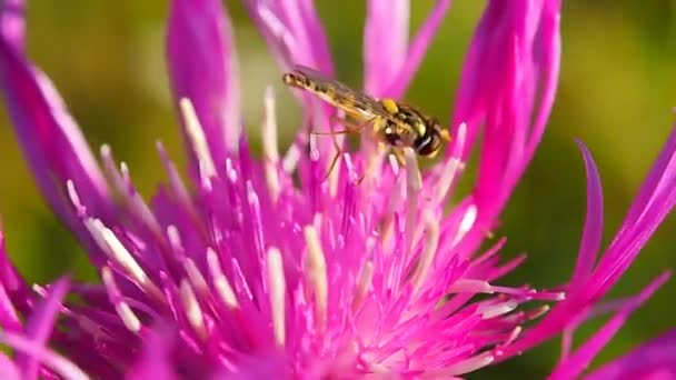 Bienen Bestäuben Blühende Pflanzen Und Die Größte Gruppe Von Bestäubern — Stockvideo