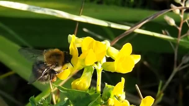 Les Abeilles Pollinisent Les Plantes Fleurs Grand Groupe Pollinisateurs Dans — Video