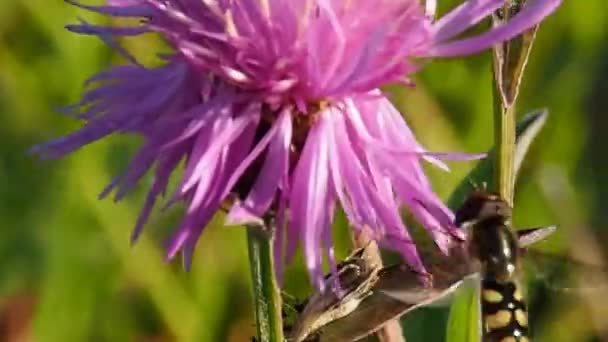 蜜蜂授粉开花植物和生态系统中最大的授粉群体 — 图库视频影像