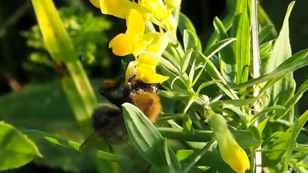 Abelhas Polinizam Plantas Com Flores Maior Grupo Polinizadores Dos Ecossistemas — Vídeo de Stock