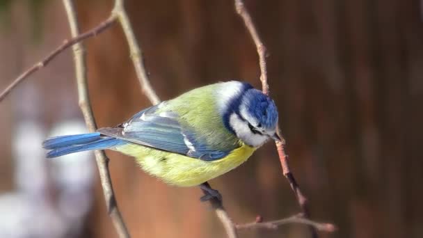 Blue Tit Sitting Branch Life Wild Bird Nature — Stockvideo