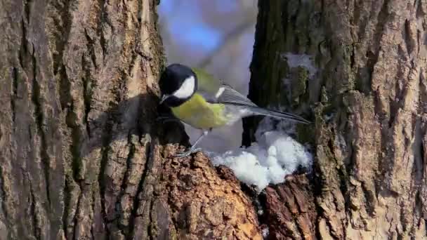 Mésange Bleue Assise Sur Une Branche Vie Oiseau Sauvage Dans — Video