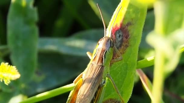 Grön Gräshoppa Gräset Makro — Stockvideo