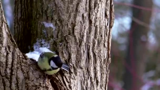 Život divokého ptáka v přírodě. — Stock video