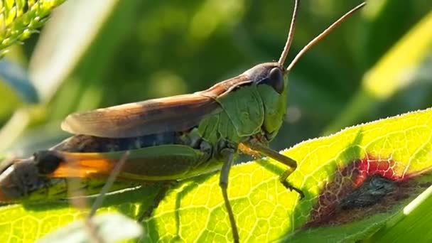 Insect pests of field and vegetable crops. — Stock Video