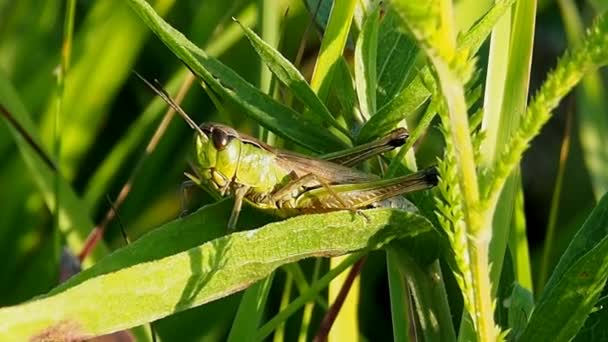 Insektenschädlinge von Feld- und Gemüsepflanzen. — Stockvideo