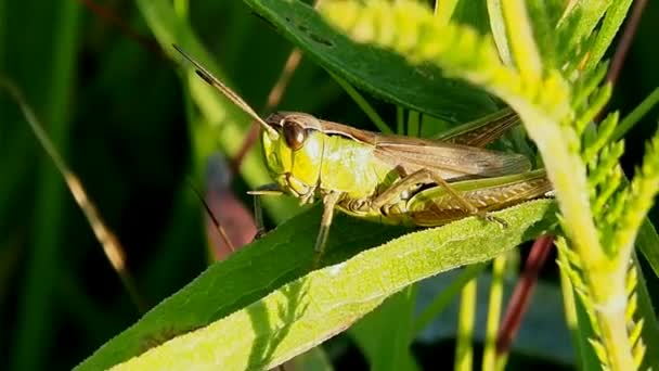 Insect pests of field and vegetable crops. — Stock Video