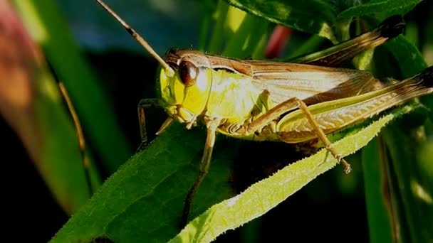 Insect pests of field and vegetable crops. — Stock Video