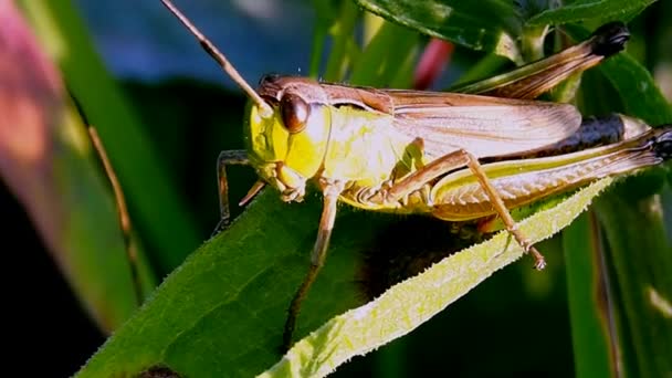 Plagas de insectos en cultivos de campo y hortalizas. — Vídeo de stock