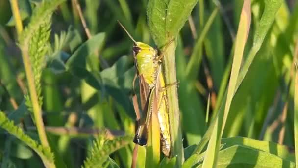 Insectenplagen van akker- en groentegewassen. — Stockvideo