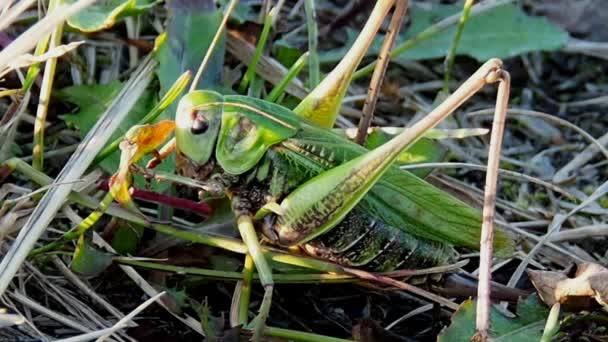 Insect pests of field and vegetable crops. — Stock Video