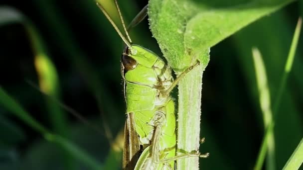 Plagas de insectos en cultivos de campo y hortalizas. — Vídeo de stock