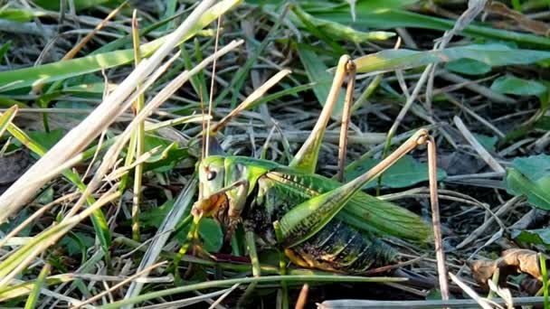 Insektenschädlinge von Feld- und Gemüsepflanzen. — Stockvideo