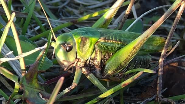 Plagas de insectos en cultivos de campo y hortalizas. — Vídeo de stock