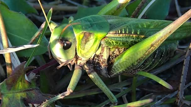 Insect pests of field and vegetable crops. — Stock Video