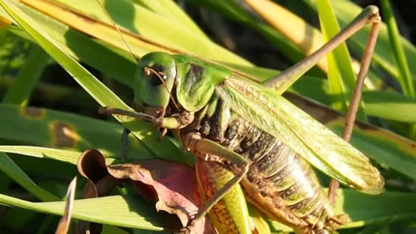 Insectenplagen van akker- en groentegewassen. — Stockvideo