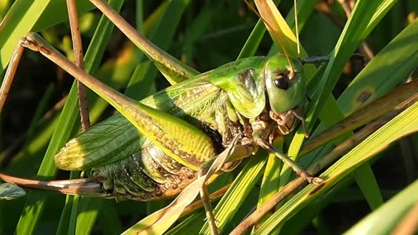 Plagas de insectos en cultivos de campo y hortalizas. — Vídeo de stock