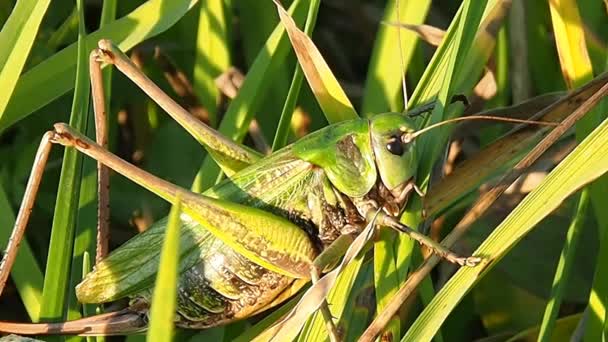 Hmyzí škůdci polních a rostlinných plodin. — Stock video