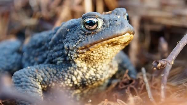 Небезпечна жаба в природному середовищі . — стокове відео