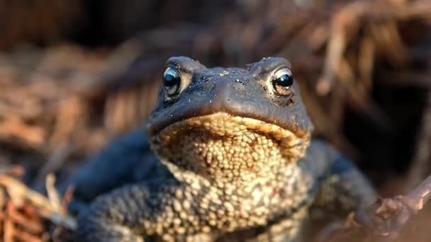 천연 서식지에 서식하는 양서류 개구리. — 비디오