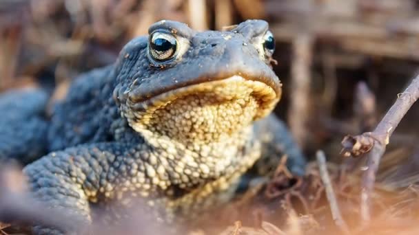 Amphibious frog in its natural habitat. — Stock Video