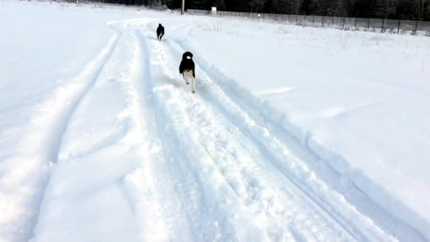 Les Huskies Courent Dans Neige Coucher Soleil Nature Gelée Idyllique — Video