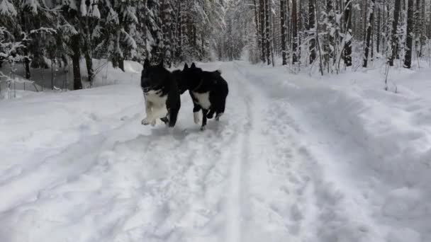 Les Huskies Courent Dans Neige Coucher Soleil Nature Gelée Idyllique — Video