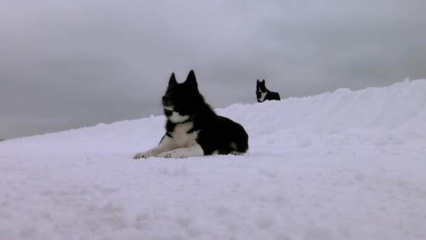 Husky Door Sneeuw Bij Zonsondergang Idyllische Bevroren Natuur Winter Hond — Stockvideo