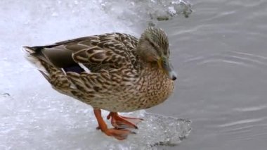 Ördekler kışın donmuş suda vahşidir. Soğuk mevsimde kuş hayatı.