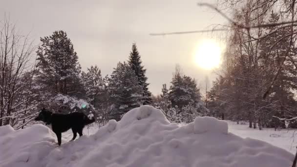 Husky Door Sneeuw Bij Zonsondergang Idyllische Bevroren Natuur Winter Hond — Stockvideo