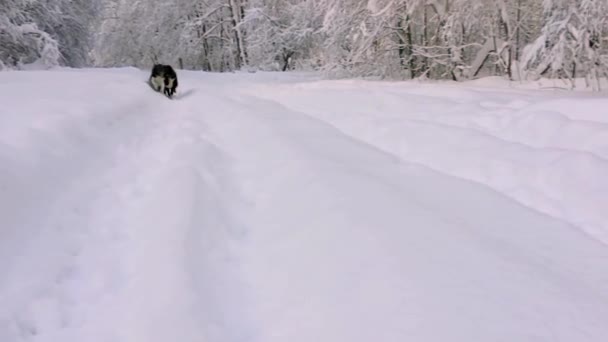 Husky Rennen Door Sneeuw Bij Zonsondergang Idyllische Bevroren Natuur Winter — Stockvideo