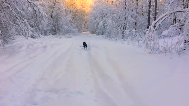 Huskies Correm Pela Neve Pôr Sol Natureza Congelada Idílica Inverno — Vídeo de Stock