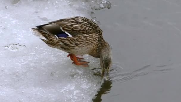 Patos São Selvagens Inverno Água Congelada Vida Pássaro Estação Fria — Vídeo de Stock