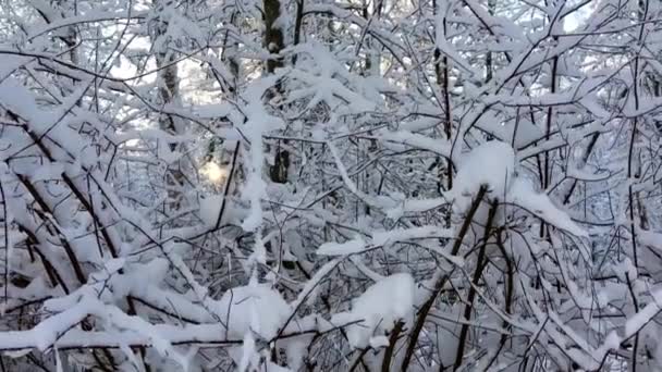 Paisaje Nieve Pesada Invierno Tormenta Nieve Estacional Blizzard — Vídeo de stock