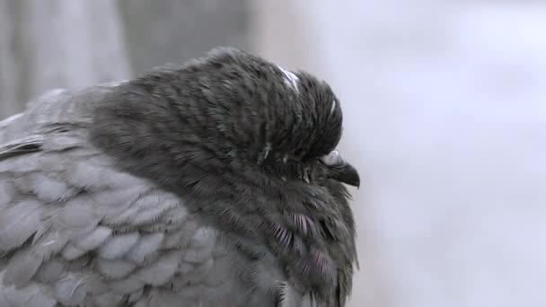 Sale Pigeon Sauvage Est Proche Portrait Colombe Hiver — Video